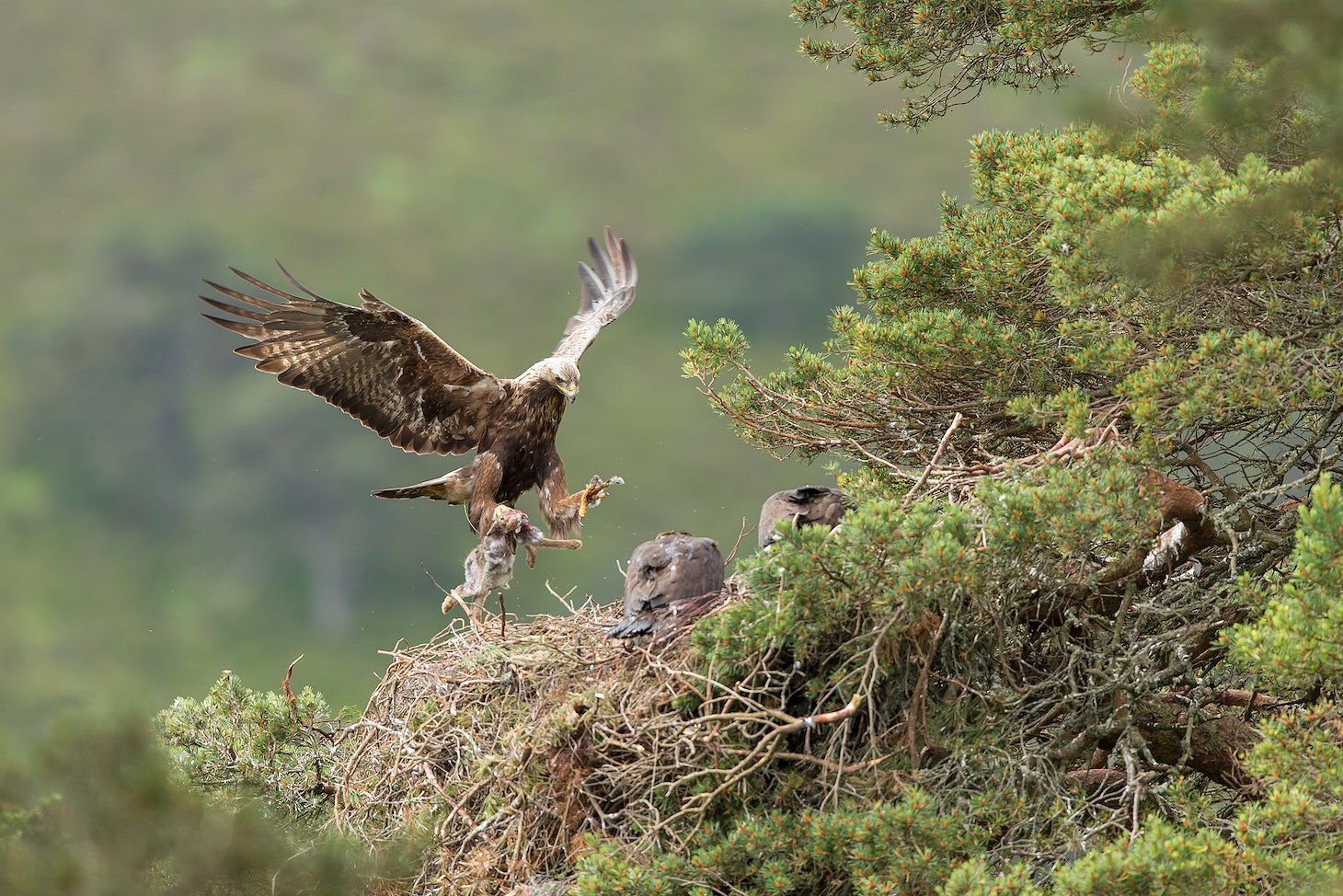 Golden eagle (Aquila chyrsaetos)  male flying into nest site with prey for chicks, Cairngorms National Park, Scotland