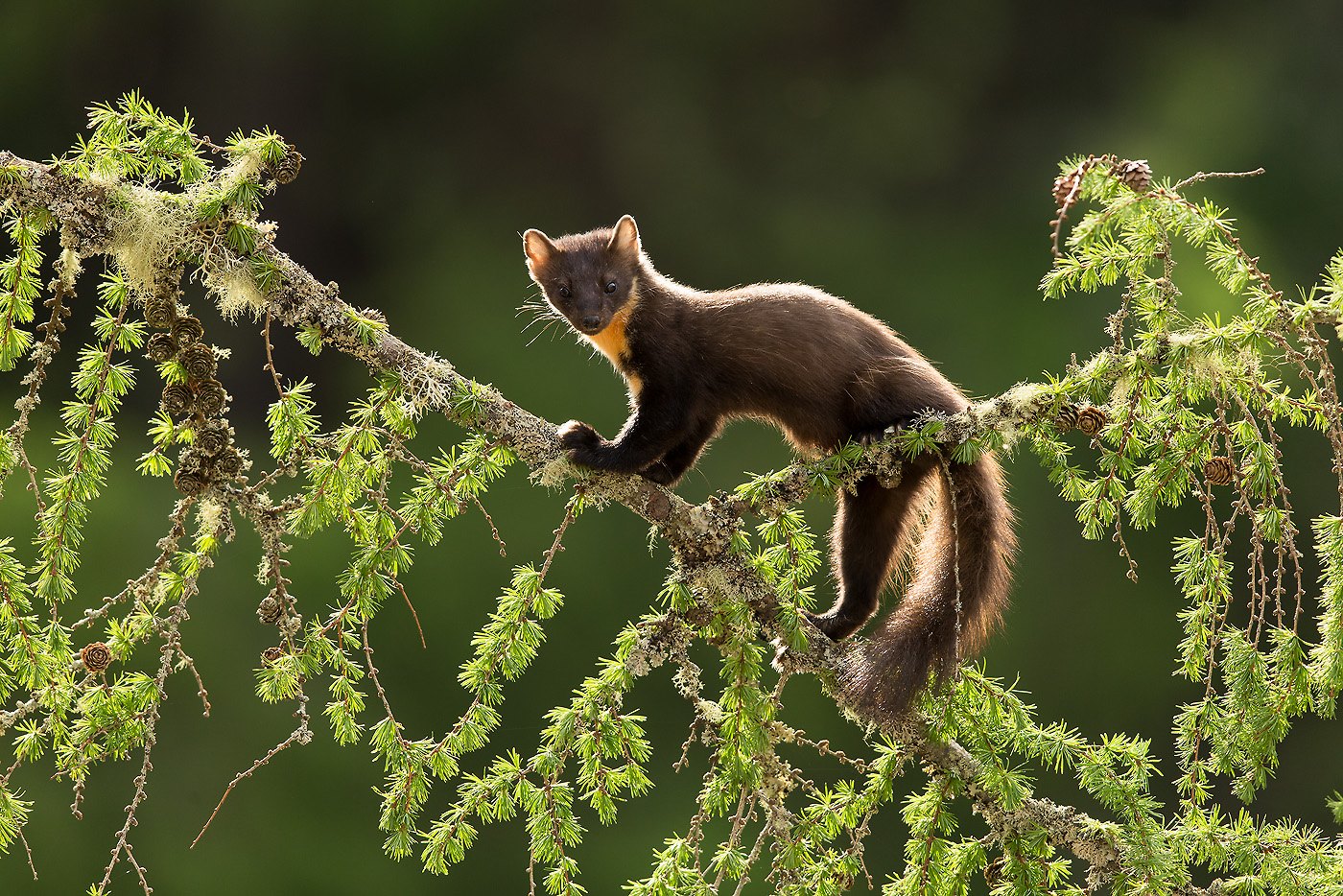 Pine Marten (Martes martes) backlit on larch branch, Scotland