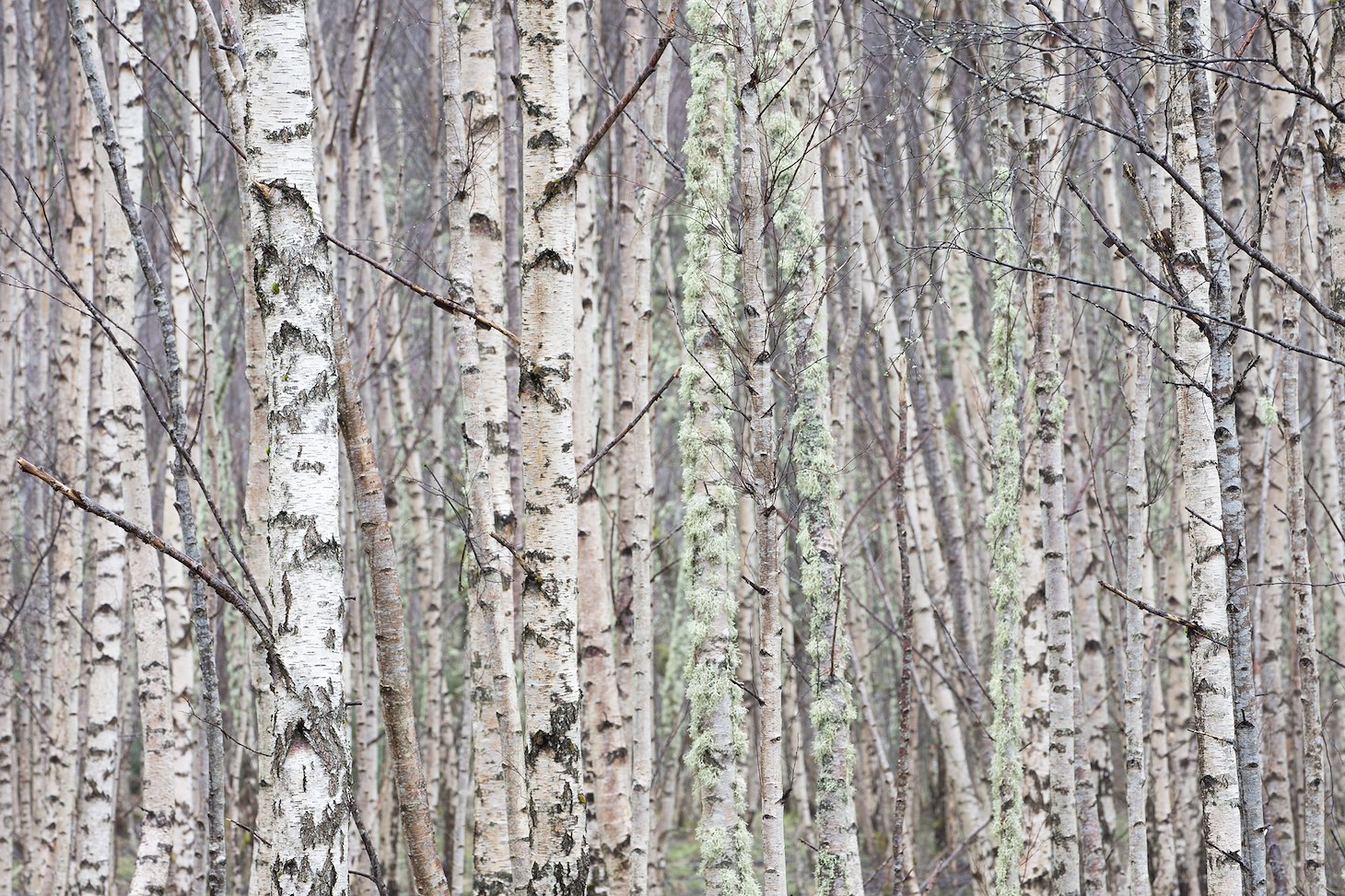 Dense stand of silver birch (Betula pendula), Wester Ross, Scotland.