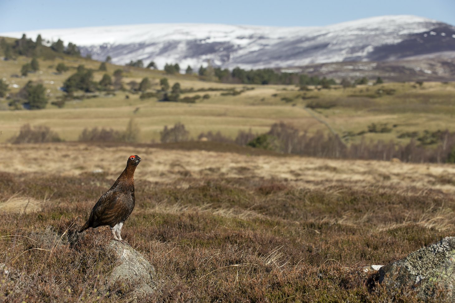 Red Grouse (Lagopus lagopus scoticus) in upland moorland habitat, Cairngorms National Park, Scotland