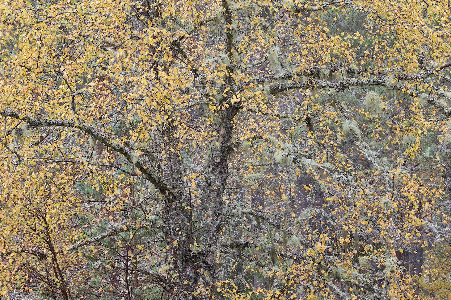 Section of autumnal birch woodland, Laggan, Scotland.
