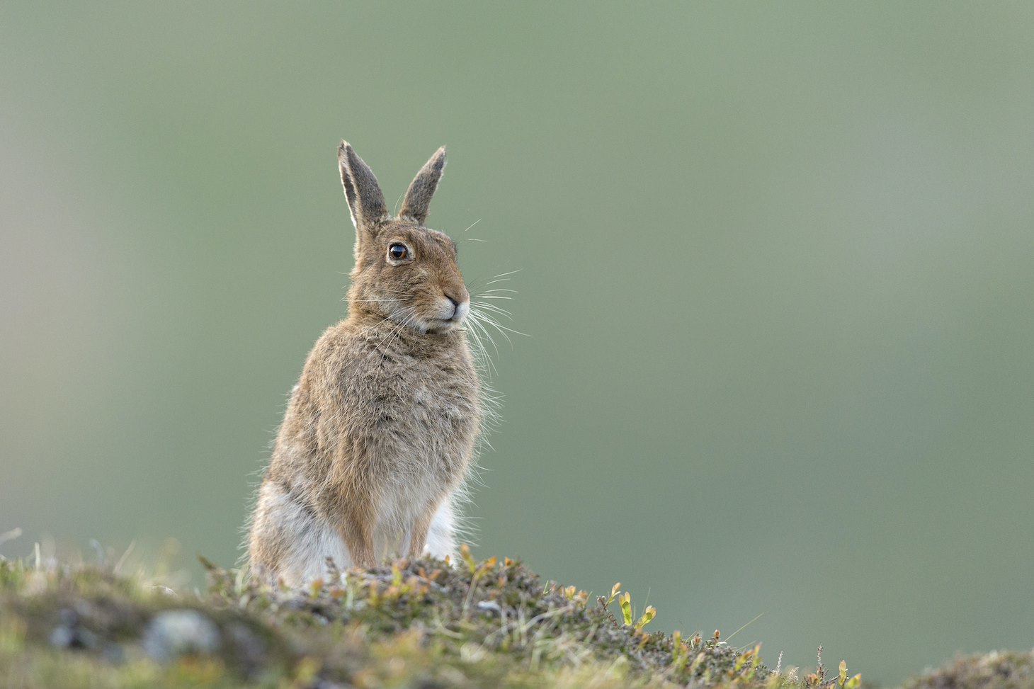 Mountain Hare (Lepus timidus) adult in spring coat sitting upright on moorland