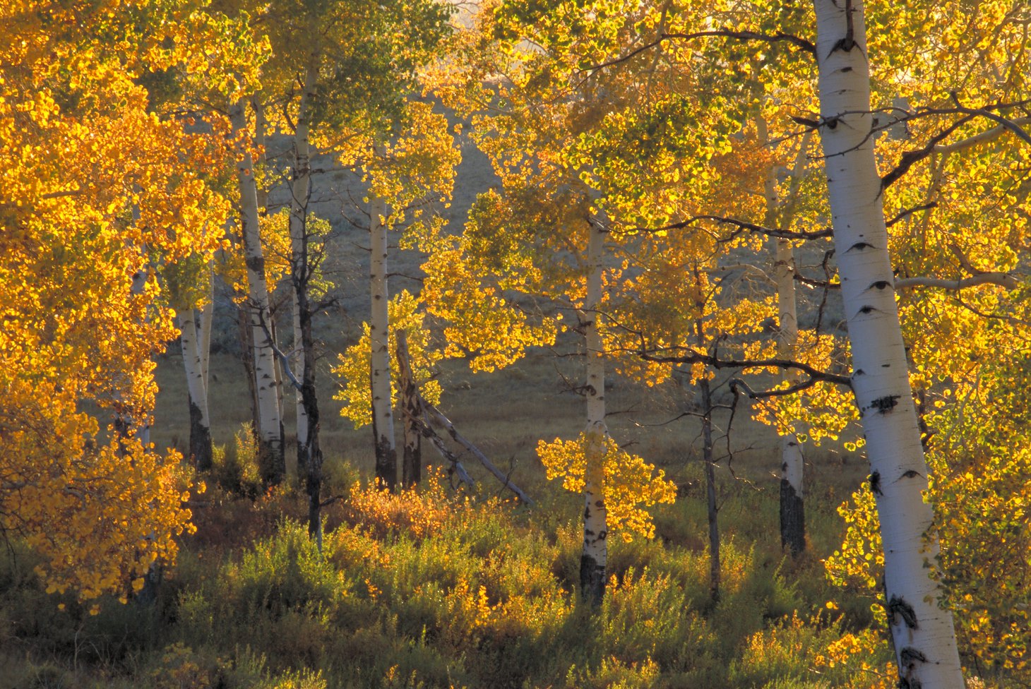 Birch trees in sunlight during fall, Yellowstone National Park, Wyoming, USA
