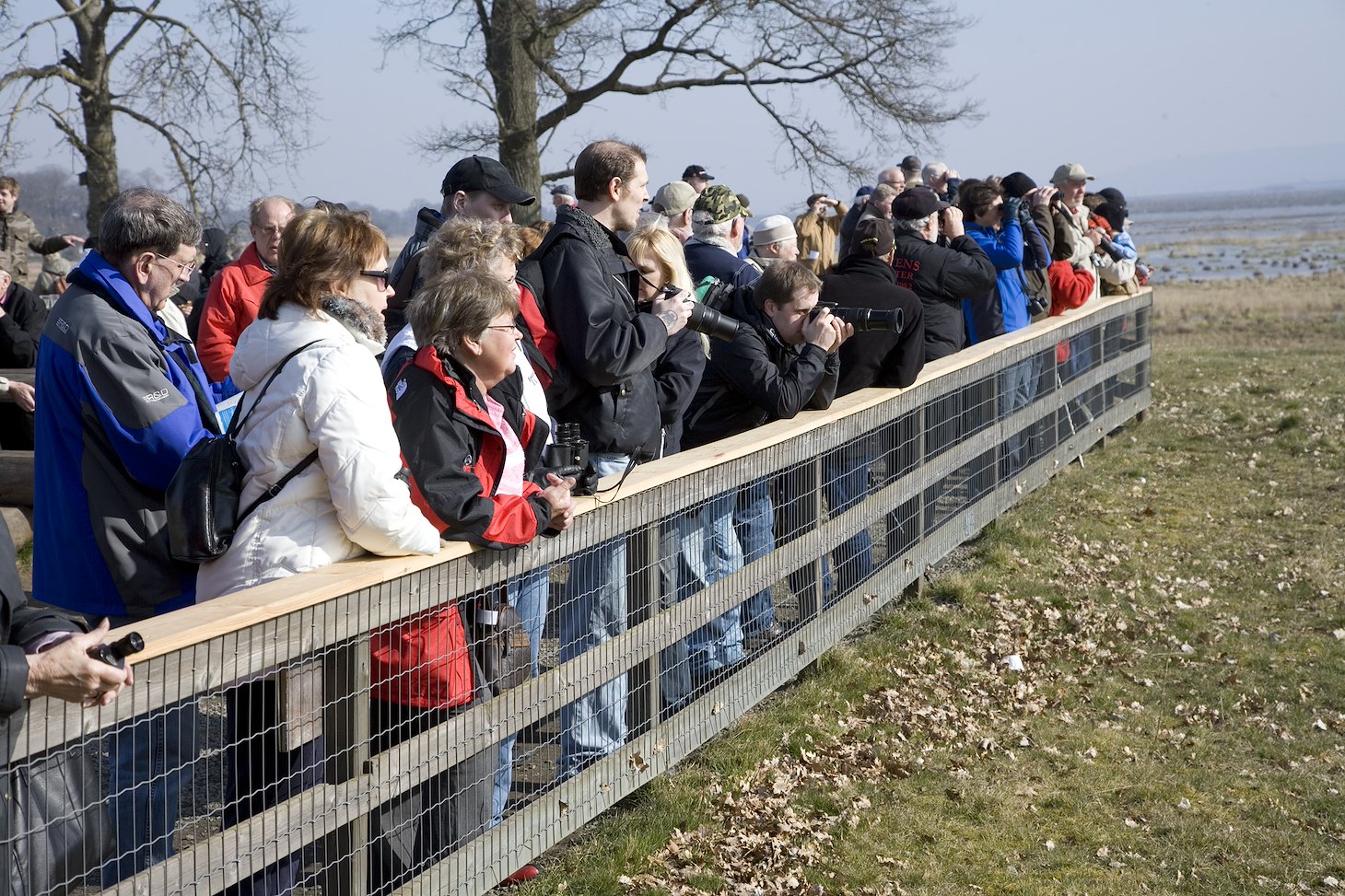 People watching Eurasian Cranes (Grus grus) during their spring stopover in Hornborga, Sweden.