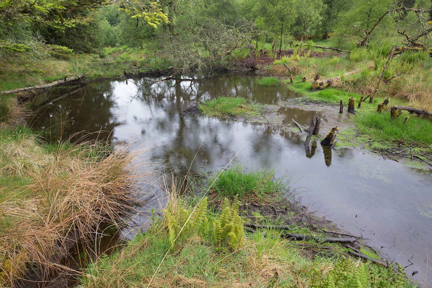 Beaver-shaped landscape, Bamff Wildland, Perth, Scotland.