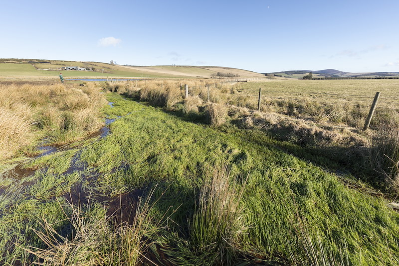 Wetland habitat on farmland, Northwoods Rewilding Network partner, Wark Farm, Aberdeenshire