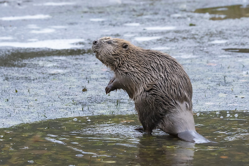 Adult male beaver stood on ice following release at Argaty Red Kite Centre, the first translocation within Scotland, Lerrocks Farm, Doune, Scotland, 29th Nov 2021