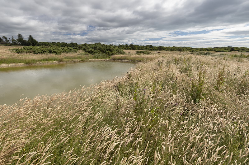 Pool and grassland habitat, Harestone Moss, Northwoods Rewilding Network