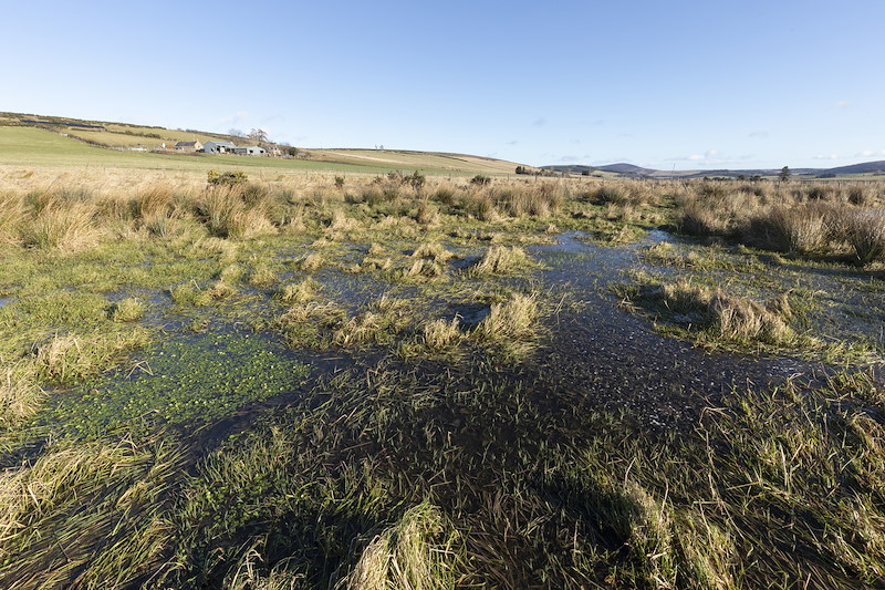 Wetland habitat on farmland, Northwoods Rewilding Network partner, Wark Farm, Aberdeenshire