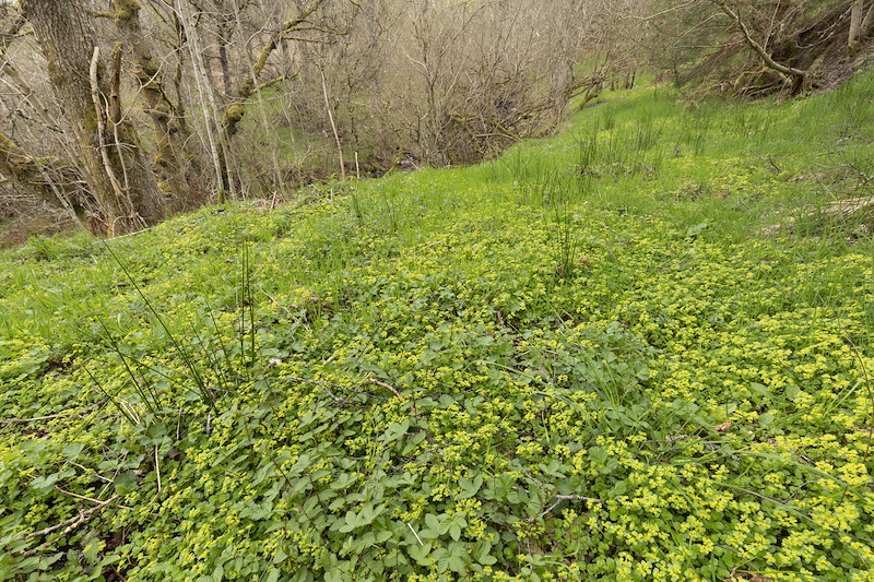 Opposite-leaved golden saxifrage, Chrysosplenium alternifolium, growing in wet woodland, Cultulich Farm, Aberfeldy, Perthshire