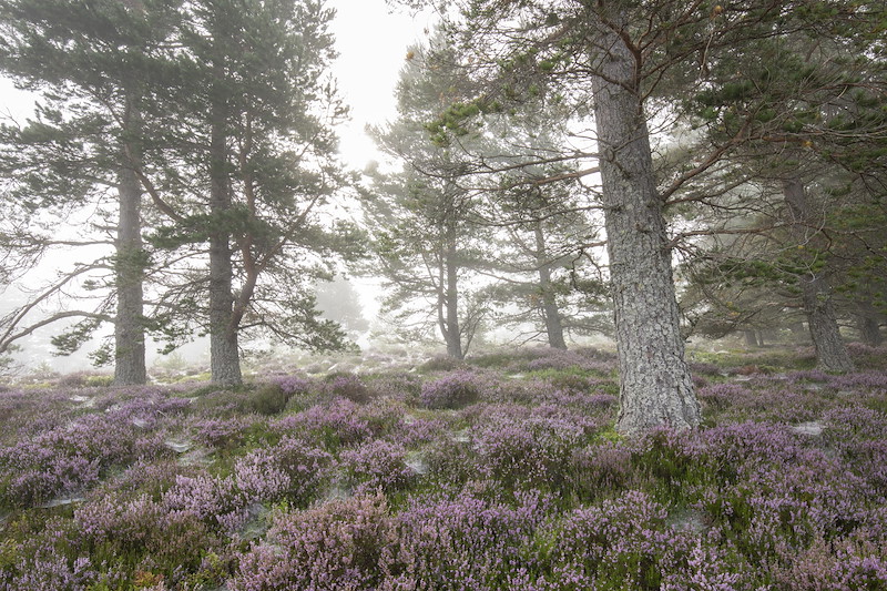 Heather moor, bog and scatered pines, Lynamer, Tulloch, Cairngorms National Park
