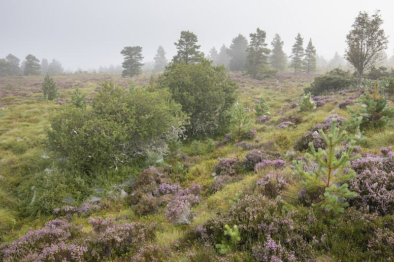 Willows, heather and scatered pines on peat bog, Lynamer, Tulloch, Cairngorms National Park