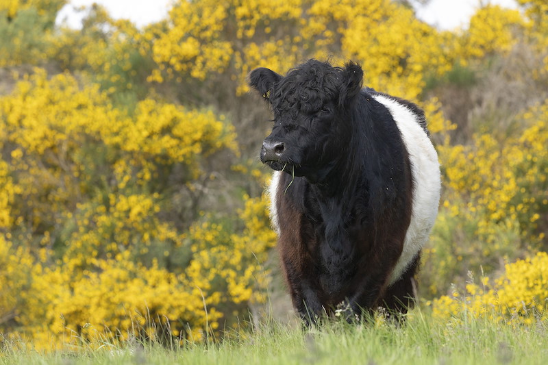 Belted Galloway cow on rough grazing pasture in early summer, Ballinlaggan Farm, Cairngorms National Park, Scotland