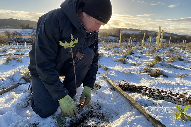 Person (Mark Hamblin) planting oak sapling at Ballinlaggan Farm, a land partner in the Northwoods Rewilding Network, Cairngirms National Park, Scotland