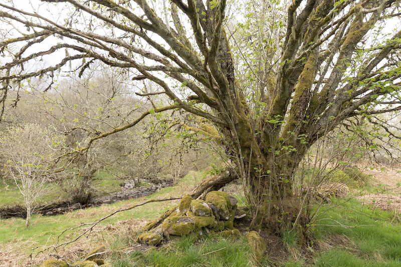 Ancient rowan tree, Sorbus aucuparia, Cultulich Farm, Aberfeldy, Perthshire