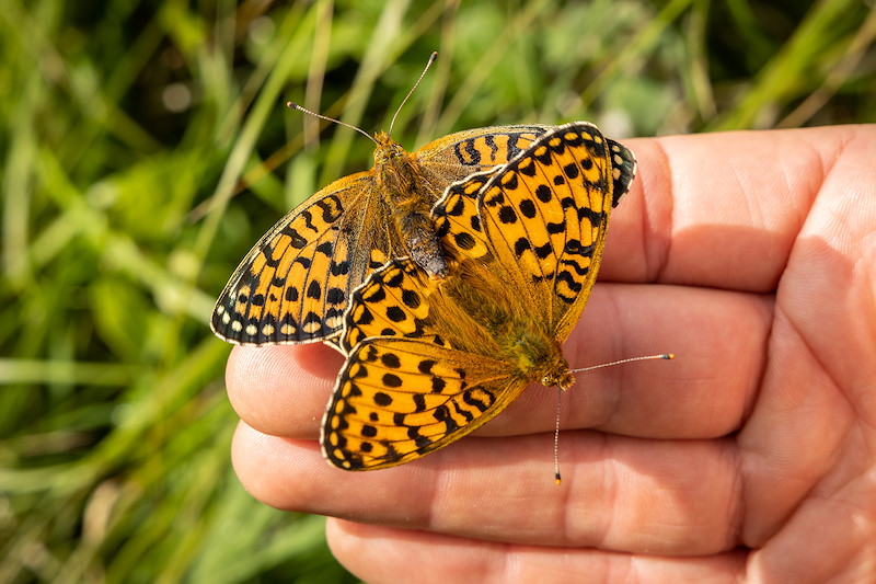 Tieregan Butterflies