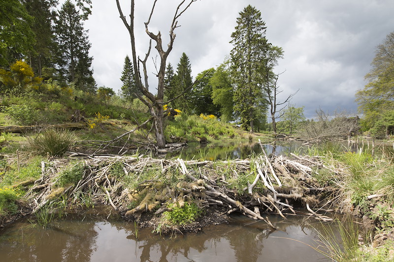 Beaver dam, Bamff Wildland, Scotland