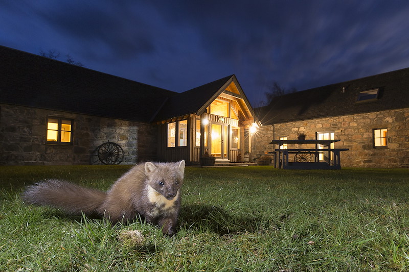 Pine marten (Martes martes) in front of building at night, Cairngorms, Scotland.