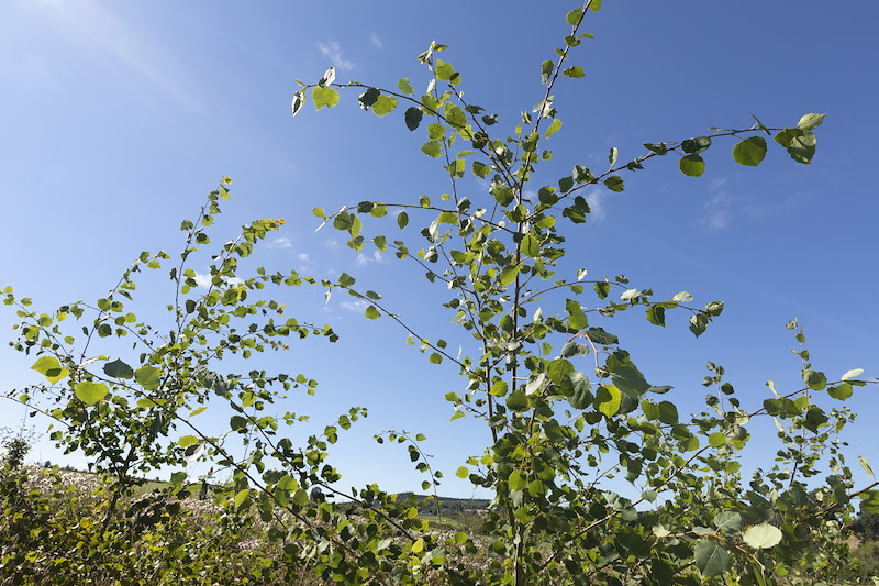 Aspen sapling in newly planted area, Black Isle Brewery, Munlochy