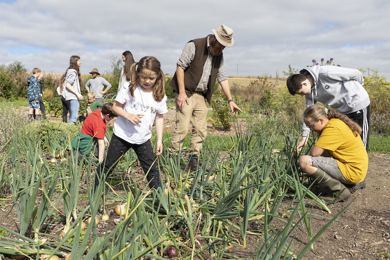 School children harvesting onions in orgainc garden, Black Isle Brewery, Munlochy