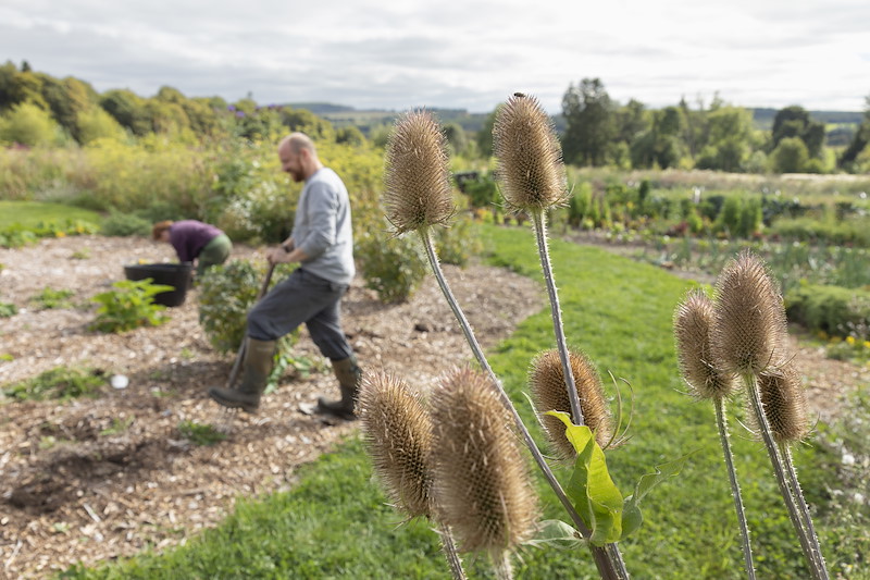 Tesael groiwng in organic garden, Black Isle Brewery, Munlochy