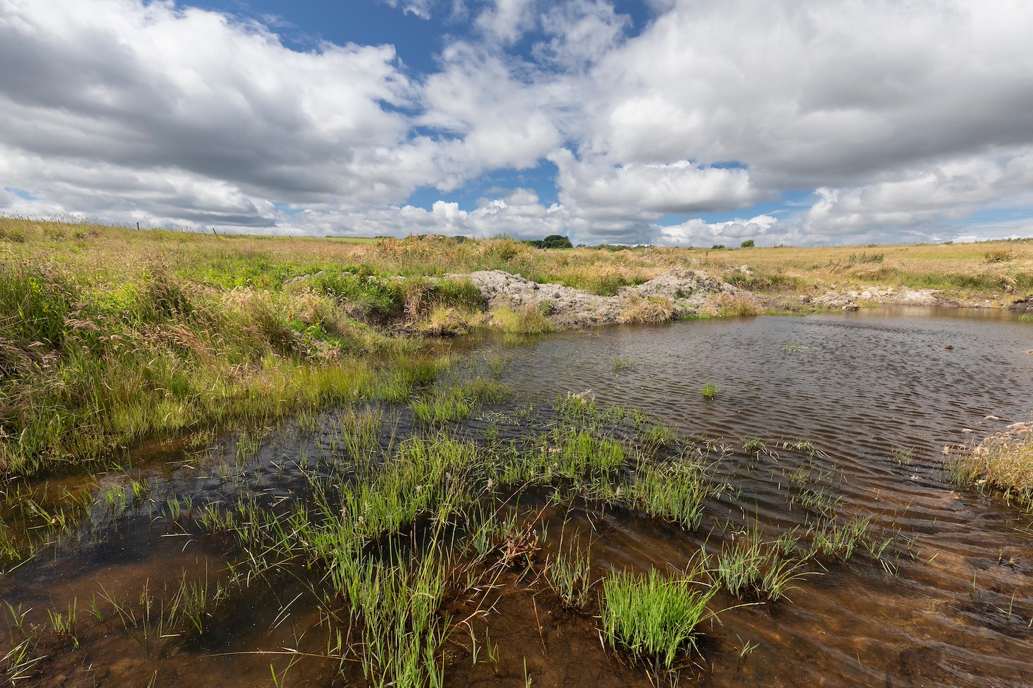 Pool and grassland habitat, Harestone Moss, Northwoods Rewilding Network