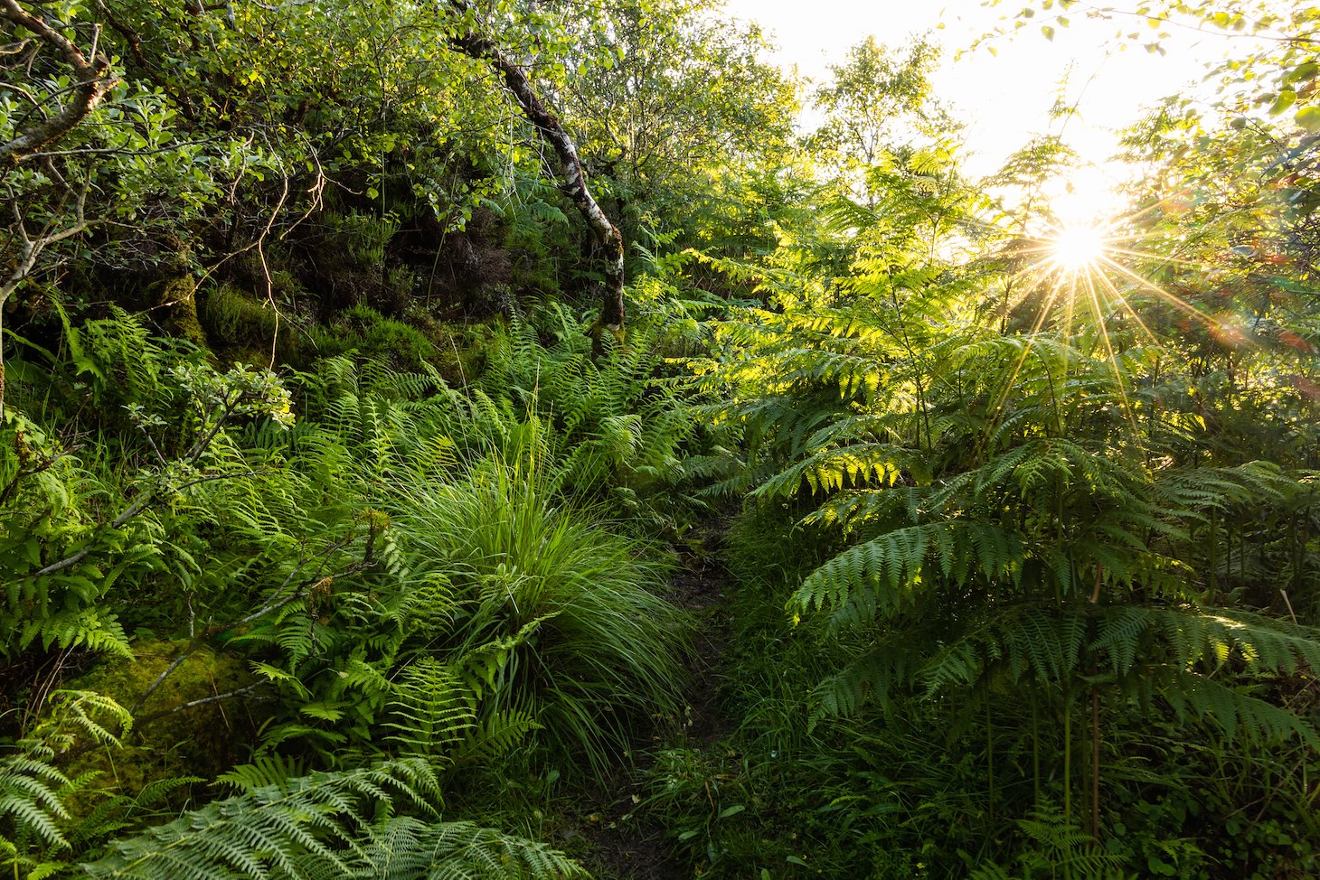 Tireregan Rainforest