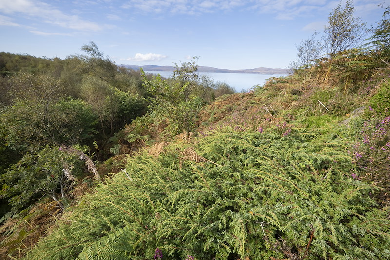 Juniper growing on coastal heath at Ardnackaig, Argyll
