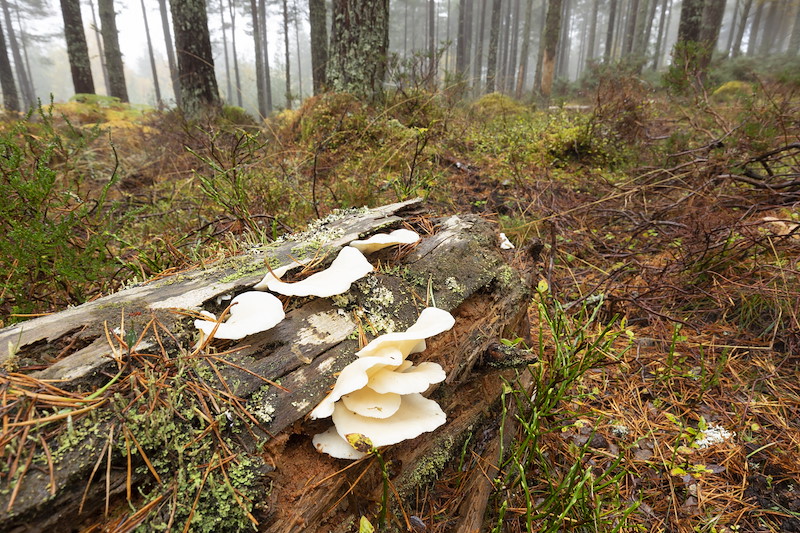 Angel wings, Pleurocybella porrigens, on fallen deadwood in pine forest, South Clunes Farm, Inverness-shire