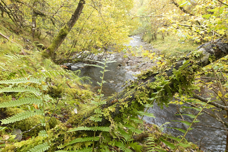 Bryophyte and ferns in woodland gorge, South Clunes Farm, Inverness-shire