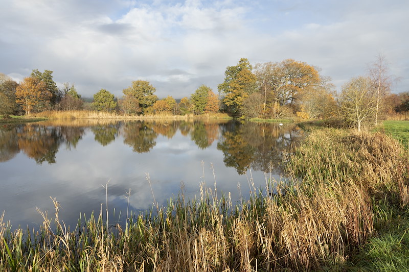 Pond surrounded by mature trees in the grounds of Strathallan School, Perthshire