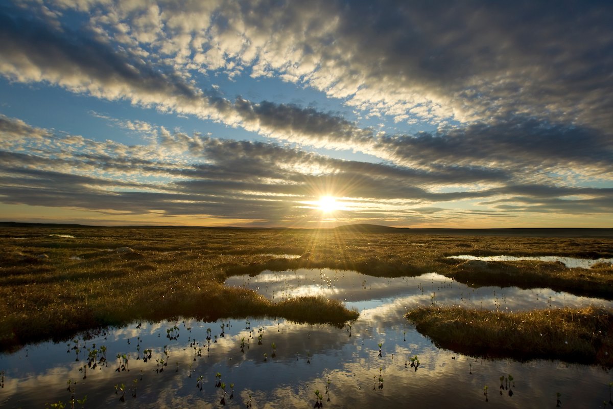 Pool system on peat bog, Forsinard, Flow Country, Sutherland, Scotland, June