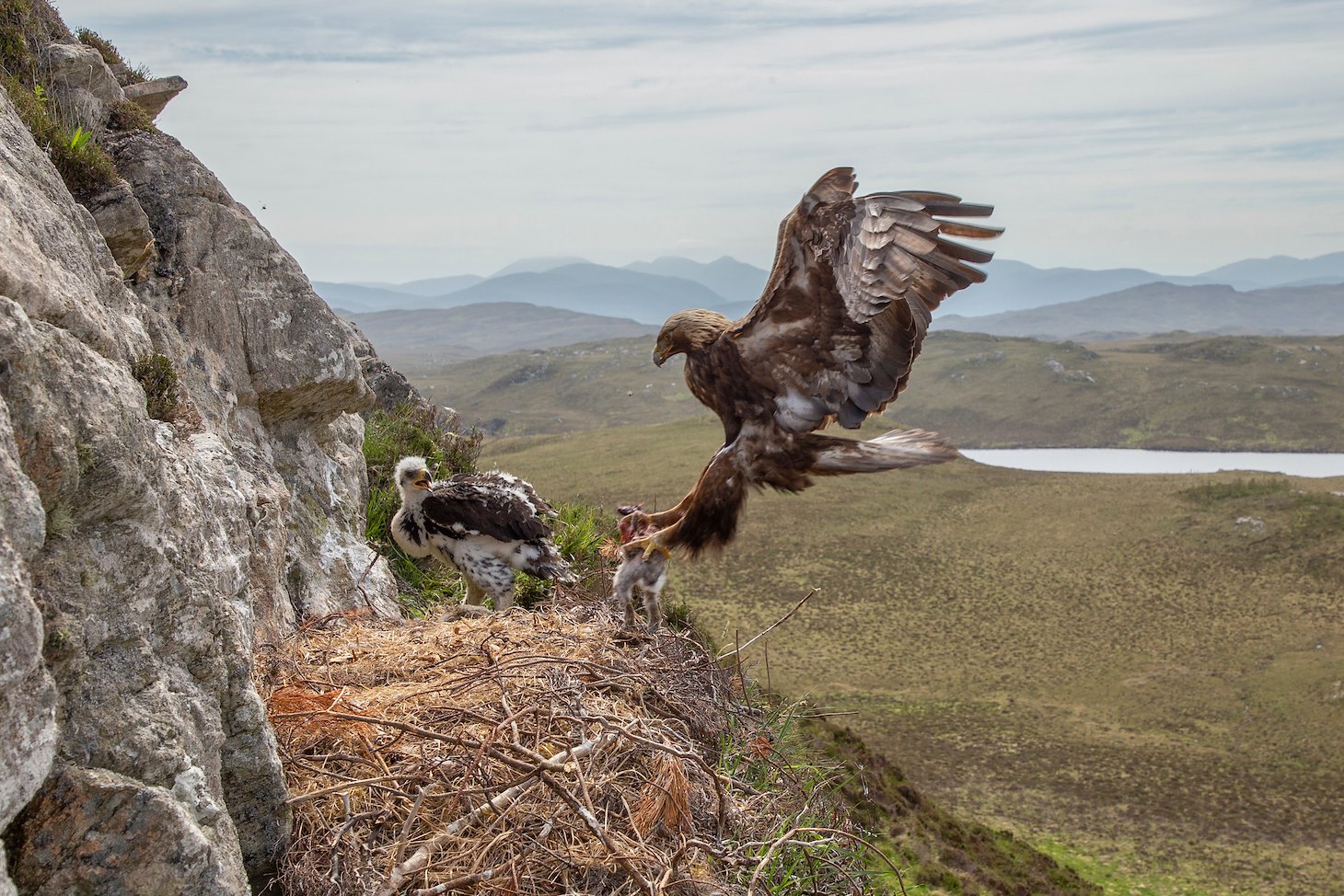 Golden eagle, Aquila chrysaetos, adult alighting at nest , Isle of Lewis, Scotland