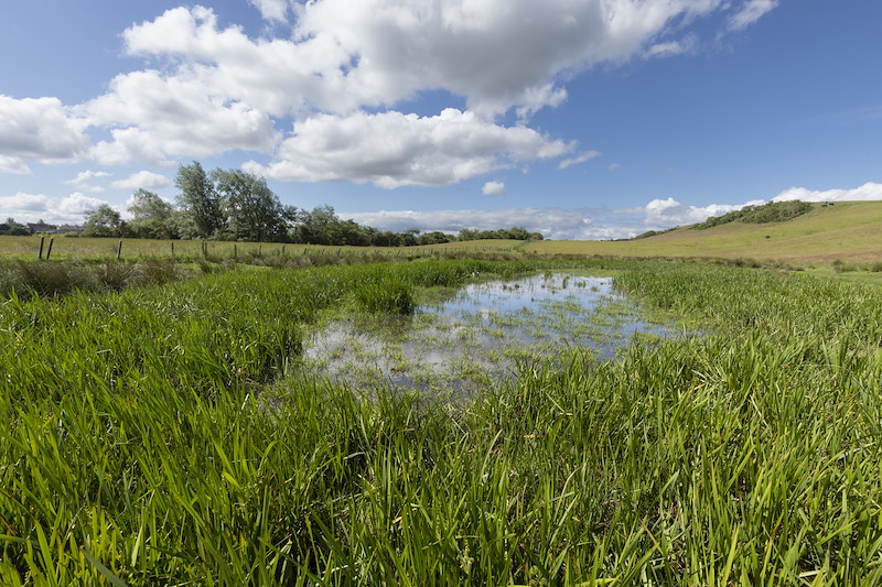 Natural pond in grassland, Lumphinnans Farm, Cowdenbeath