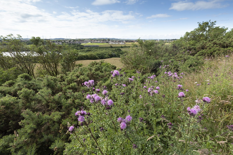 Creeping thistle, Cirsium arvense, in flower in grassland, Lumphinnans Farm, Cowdenbeath