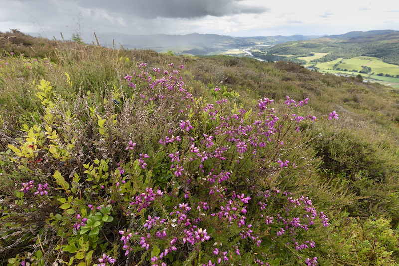 Bell heather and bilberry, Tombane, Logerait, Perthshire