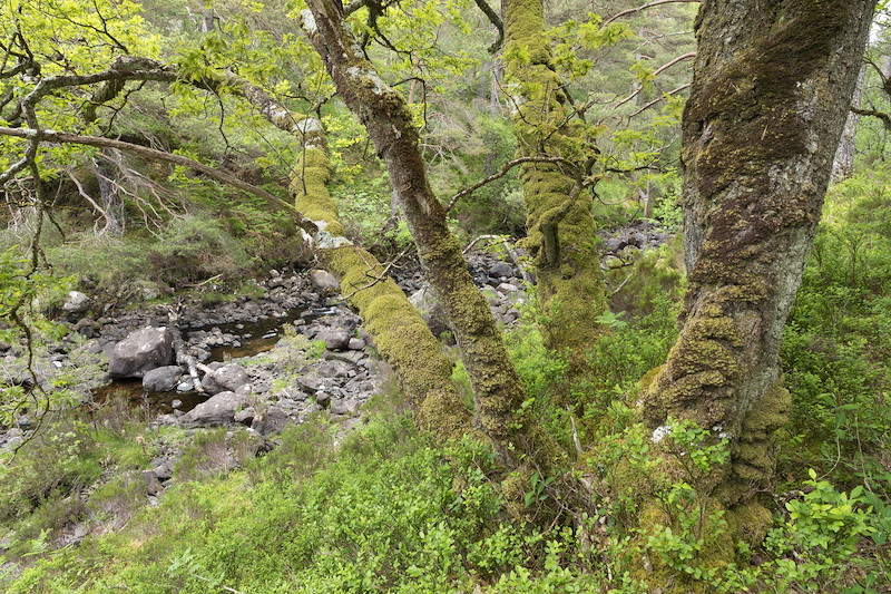 Ancient woodland of pine, oak, birch, rowan and willow along river gorge, Kinloch Woodlands, Shieldaig
