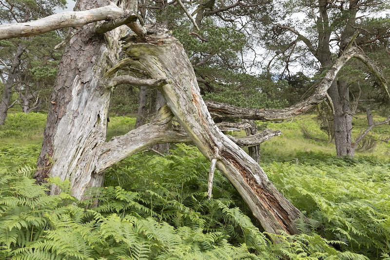 Decaying ancient Scots pine tree with upland stand, Tombane, Logerait, Perthshire