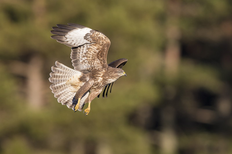 Common Buzzard (Buteo buteo) in flight