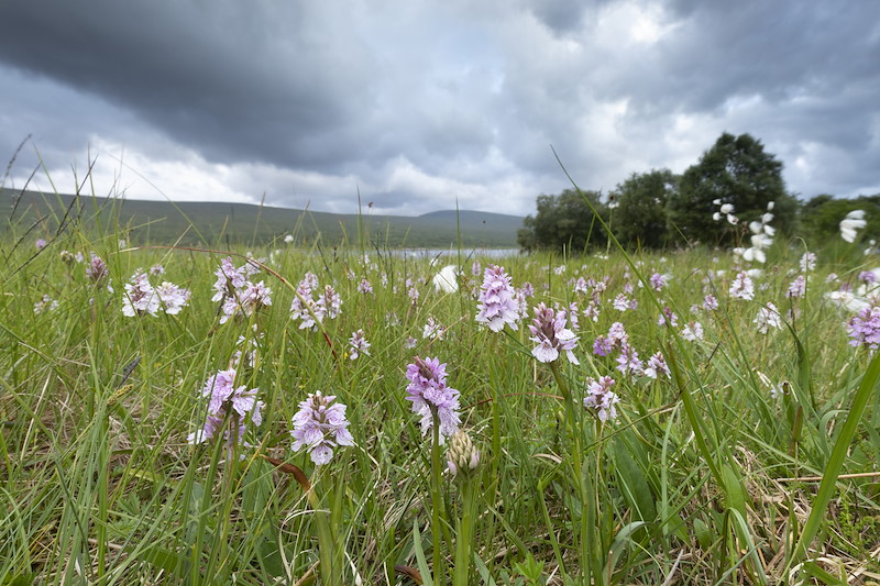 Heath spotted orchid, Dactylorhiza maculata, Overscaig, Sutherland