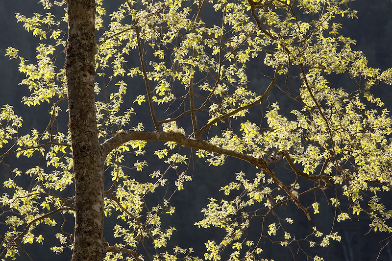 Willow trees (salix sp.) backlit in spring, Glen Affric, Scotland.