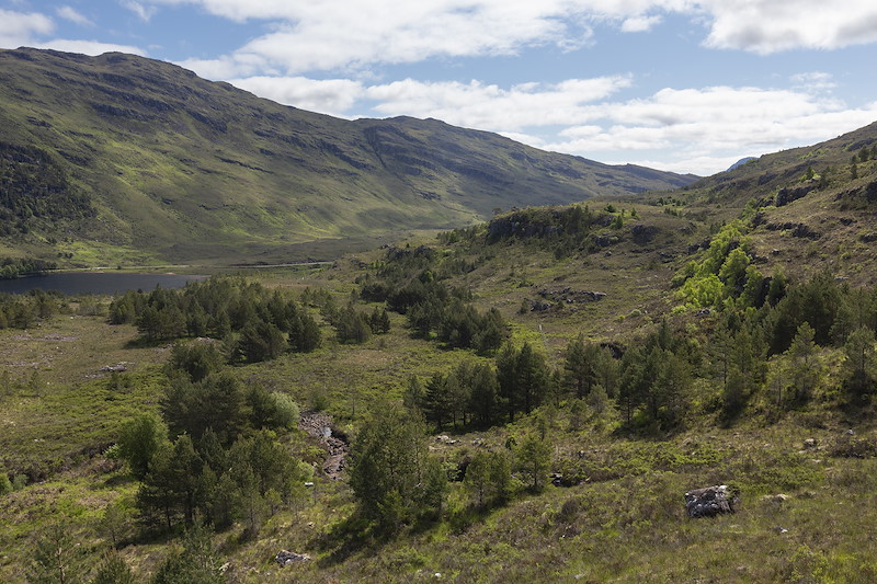 Scattered pine woodland establishing from planted trees, Kinloch Woodlands, Shieldaig
