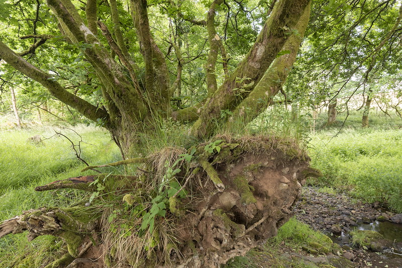 Exposed root plate of multi-stemmed oak tree, Sauchie Home Farm, Stirling