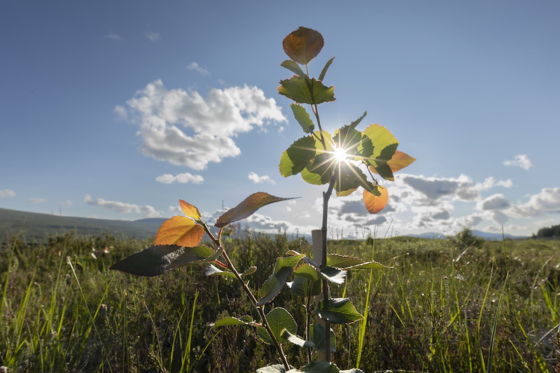 Sunburst through recently planted aspen sapling as part of rewilding project, Overscaig, Sutherland