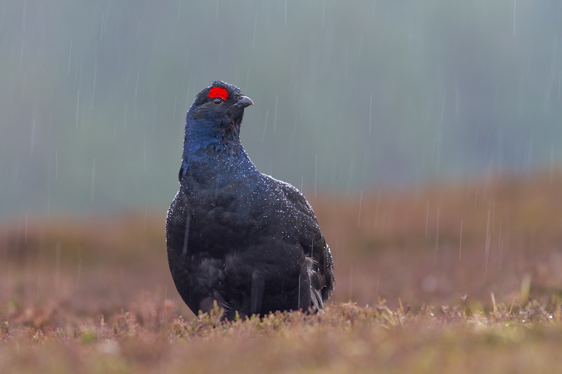 Black Grouse