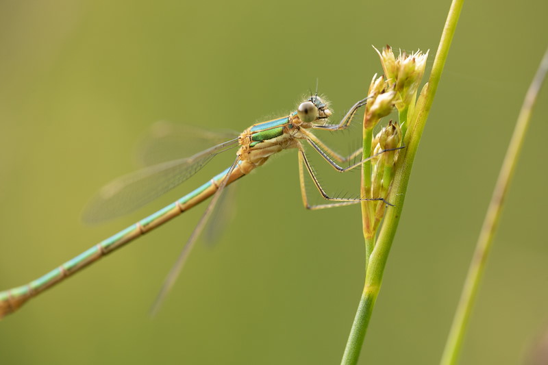 Emerald damselfly, Lestes sponsa, at rest on poolside vegetation, Tombane, Logerait, Perthshire