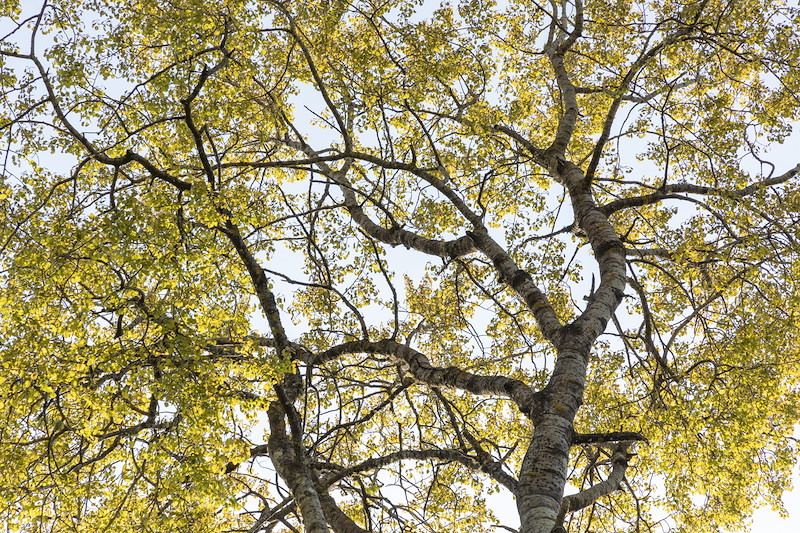 Aspen tree showing early spring foliage, Cairngorms National Park, Scotland