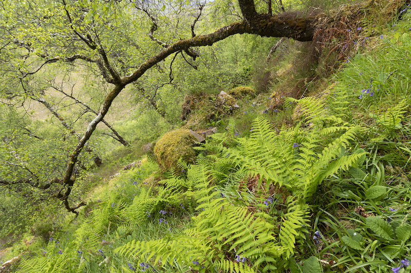 Bluebells and ferms in old woodland, Kinloch Woodlands, Shieldaig
