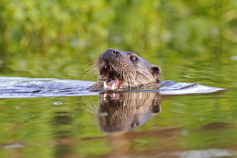 European Otter
(Lutra lutra)
on river
Wales, UK