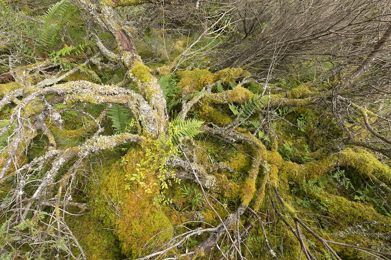 Mature juniper and associated lichens and plants, Tombane, Logerait, Perthshire